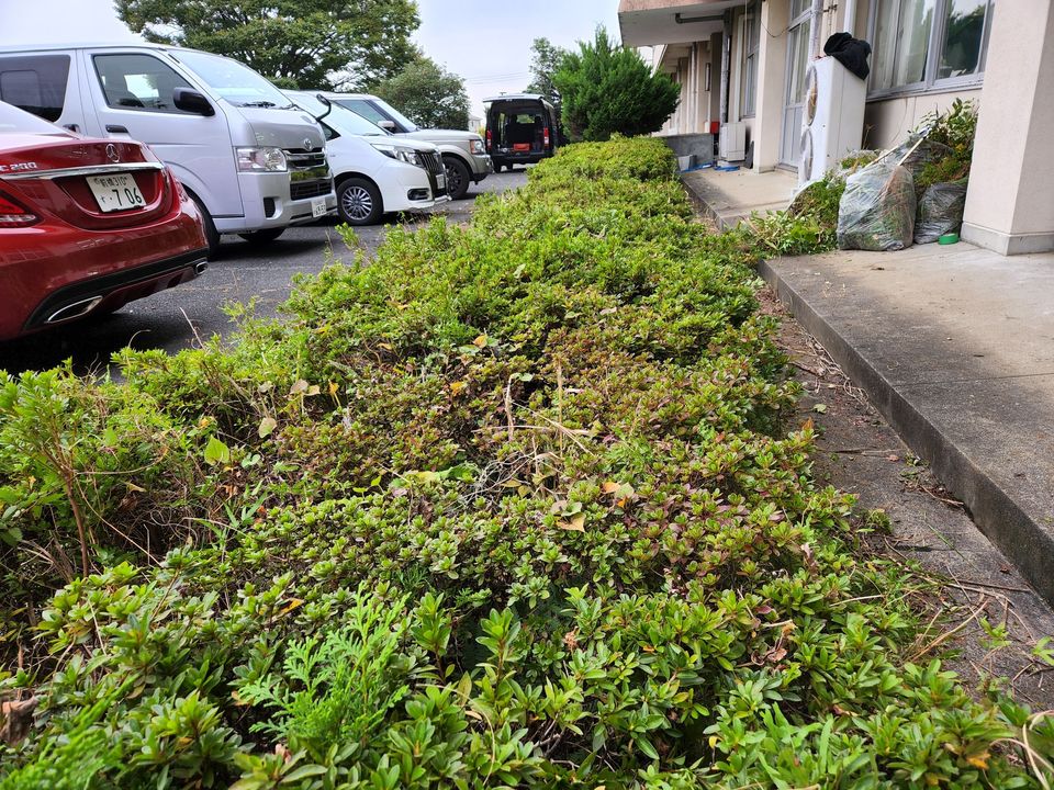 学校スタジオ・職員室前のサツキの植え込み・雑草駆除