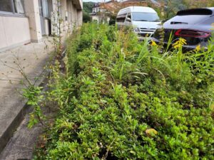 学校スタジオ・職員室前のサツキの植え込み・雑草駆除