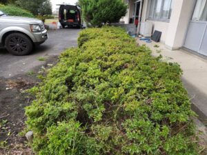 学校スタジオ・職員室前のサツキの植え込み・雑草駆除
