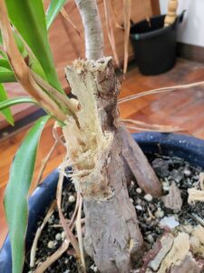 校長室・観葉植物・ユッカ・枝折れ・増やす・復元