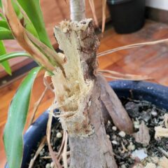 校長室・観葉植物・ユッカ・枝折れ・増やす・復元