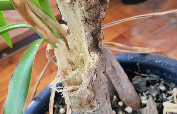 校長室・観葉植物・ユッカ・枝折れ・増やす・復元
