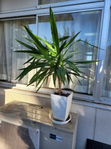 校長室・観葉植物・ユッカ・枝折れ・増やす・復元