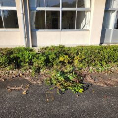 サツキの植え込みの下から雑草