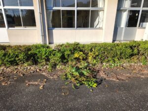 サツキの植え込みの下から雑草