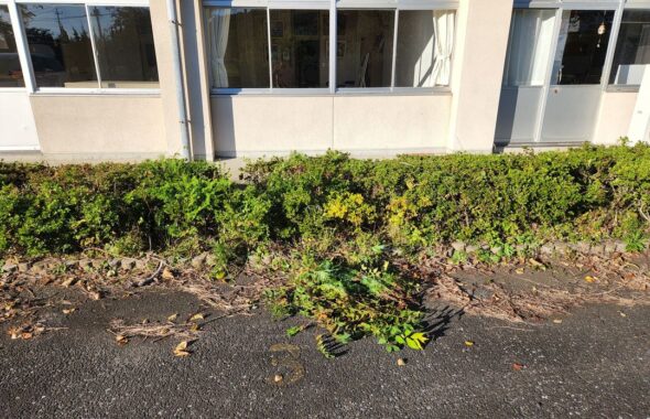 サツキの植え込みの下から雑草