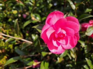 学校スタジオ・椿が綺麗・冬・季節・椿の花・イメージカット・ロケ地・ロケ場所・撮影場所・撮影スポット・学校庭・椿越しの撮影・コスプレ撮影・ドラマ撮影・映画撮影・YouTube撮影・ハウススタジオ・レンタルスタジオ・貸しスタジオ・アトリエミカミ管理運営・東京近郊・桜川市・真壁町・満開・花・花なめ・スタジオ料金