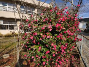 学校スタジオ・椿が綺麗・冬・季節・椿の花・イメージカット・ロケ地・ロケ場所・撮影場所・撮影スポット・学校庭・椿越しの撮影・コスプレ撮影・ドラマ撮影・映画撮影・YouTube撮影・ハウススタジオ・レンタルスタジオ・貸しスタジオ・アトリエミカミ管理運営・東京近郊・桜川市・真壁町・満開・花・花なめ・スタジオ料金