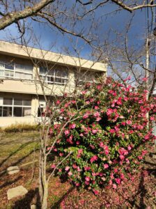 学校スタジオ・椿が綺麗・冬・季節・椿の花・イメージカット・ロケ地・ロケ場所・撮影場所・撮影スポット・学校庭・椿越しの撮影・コスプレ撮影・ドラマ撮影・映画撮影・YouTube撮影・ハウススタジオ・レンタルスタジオ・貸しスタジオ・アトリエミカミ管理運営・東京近郊・桜川市・真壁町・満開・花・花なめ・スタジオ料金