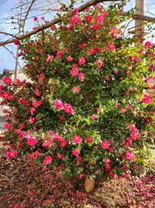学校スタジオ・椿が綺麗・冬・季節・椿の花・イメージカット・ロケ地・ロケ場所・撮影場所・撮影スポット・学校庭・椿越しの撮影・コスプレ撮影・ドラマ撮影・映画撮影・YouTube撮影・ハウススタジオ・レンタルスタジオ・貸しスタジオ・アトリエミカミ管理運営・東京近郊・桜川市・真壁町・満開・花・花なめ・スタジオ料金