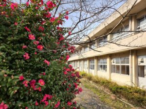 学校スタジオ・椿が綺麗・冬・季節・椿の花・イメージカット・ロケ地・ロケ場所・撮影場所・撮影スポット・学校庭・椿越しの撮影・コスプレ撮影・ドラマ撮影・映画撮影・YouTube撮影・ハウススタジオ・レンタルスタジオ・貸しスタジオ・アトリエミカミ管理運営・東京近郊・桜川市・真壁町・満開・花・花なめ・スタジオ料金