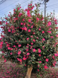 学校スタジオ・椿が綺麗・冬・季節・椿の花・イメージカット・ロケ地・ロケ場所・撮影場所・撮影スポット・学校庭・椿越しの撮影・コスプレ撮影・ドラマ撮影・映画撮影・YouTube撮影・ハウススタジオ・レンタルスタジオ・貸しスタジオ・アトリエミカミ管理運営・東京近郊・桜川市・真壁町・満開・花・花なめ・スタジオ料金