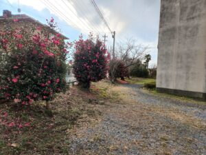 学校スタジオ・椿が綺麗・冬・季節・椿の花・イメージカット・ロケ地・ロケ場所・撮影場所・撮影スポット・学校庭・椿越しの撮影・コスプレ撮影・ドラマ撮影・映画撮影・YouTube撮影・ハウススタジオ・レンタルスタジオ・貸しスタジオ・アトリエミカミ管理運営・東京近郊・桜川市・真壁町・満開・花・花なめ・スタジオ料金