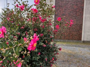 学校スタジオ・椿が綺麗・冬・季節・椿の花・イメージカット・ロケ地・ロケ場所・撮影場所・撮影スポット・学校庭・椿越しの撮影・コスプレ撮影・ドラマ撮影・映画撮影・YouTube撮影・ハウススタジオ・レンタルスタジオ・貸しスタジオ・アトリエミカミ管理運営・東京近郊・桜川市・真壁町・満開・花・花なめ・スタジオ料金