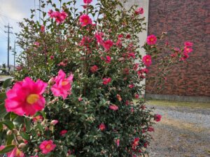 学校スタジオ・椿が綺麗・冬・季節・椿の花・イメージカット・ロケ地・ロケ場所・撮影場所・撮影スポット・学校庭・椿越しの撮影・コスプレ撮影・ドラマ撮影・映画撮影・YouTube撮影・ハウススタジオ・レンタルスタジオ・貸しスタジオ・アトリエミカミ管理運営・東京近郊・桜川市・真壁町・満開・花・花なめ・スタジオ料金