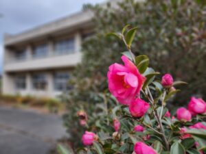 学校スタジオ・椿が綺麗・冬・季節・椿の花・イメージカット・ロケ地・ロケ場所・撮影場所・撮影スポット・学校庭・椿越しの撮影・コスプレ撮影・ドラマ撮影・映画撮影・YouTube撮影・ハウススタジオ・レンタルスタジオ・貸しスタジオ・アトリエミカミ管理運営・東京近郊・桜川市・真壁町・満開・花・花なめ・スタジオ料金