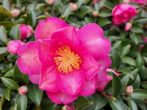 学校スタジオ・椿が綺麗・冬・季節・椿の花・イメージカット・ロケ地・ロケ場所・撮影場所・撮影スポット・学校庭・椿越しの撮影・コスプレ撮影・ドラマ撮影・映画撮影・YouTube撮影・ハウススタジオ・レンタルスタジオ・貸しスタジオ・アトリエミカミ管理運営・東京近郊・桜川市・真壁町・満開・花・花なめ・スタジオ料金