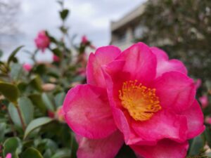 学校スタジオ・椿が綺麗・冬・季節・椿の花・イメージカット・ロケ地・ロケ場所・撮影場所・撮影スポット・学校庭・椿越しの撮影・コスプレ撮影・ドラマ撮影・映画撮影・YouTube撮影・ハウススタジオ・レンタルスタジオ・貸しスタジオ・アトリエミカミ管理運営・東京近郊・桜川市・真壁町・満開・花・花なめ・スタジオ料金