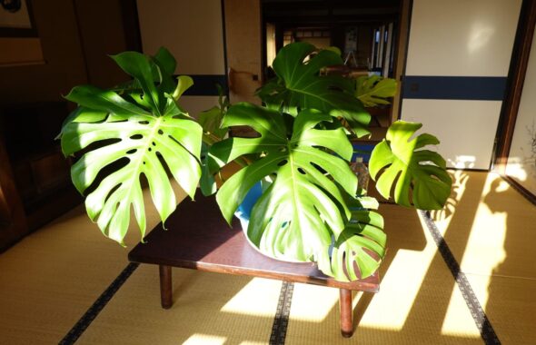 モンステラ・観葉植物・登録有形文化財橋本旅館スタジオ・防火水槽・アトリエミカミ管理運営・撮影スタジオ・ハウススタジオ・ロケハン・ロケ地・ロケ場所・撮影場所・ドラマ・映画・ミュージックビデオ