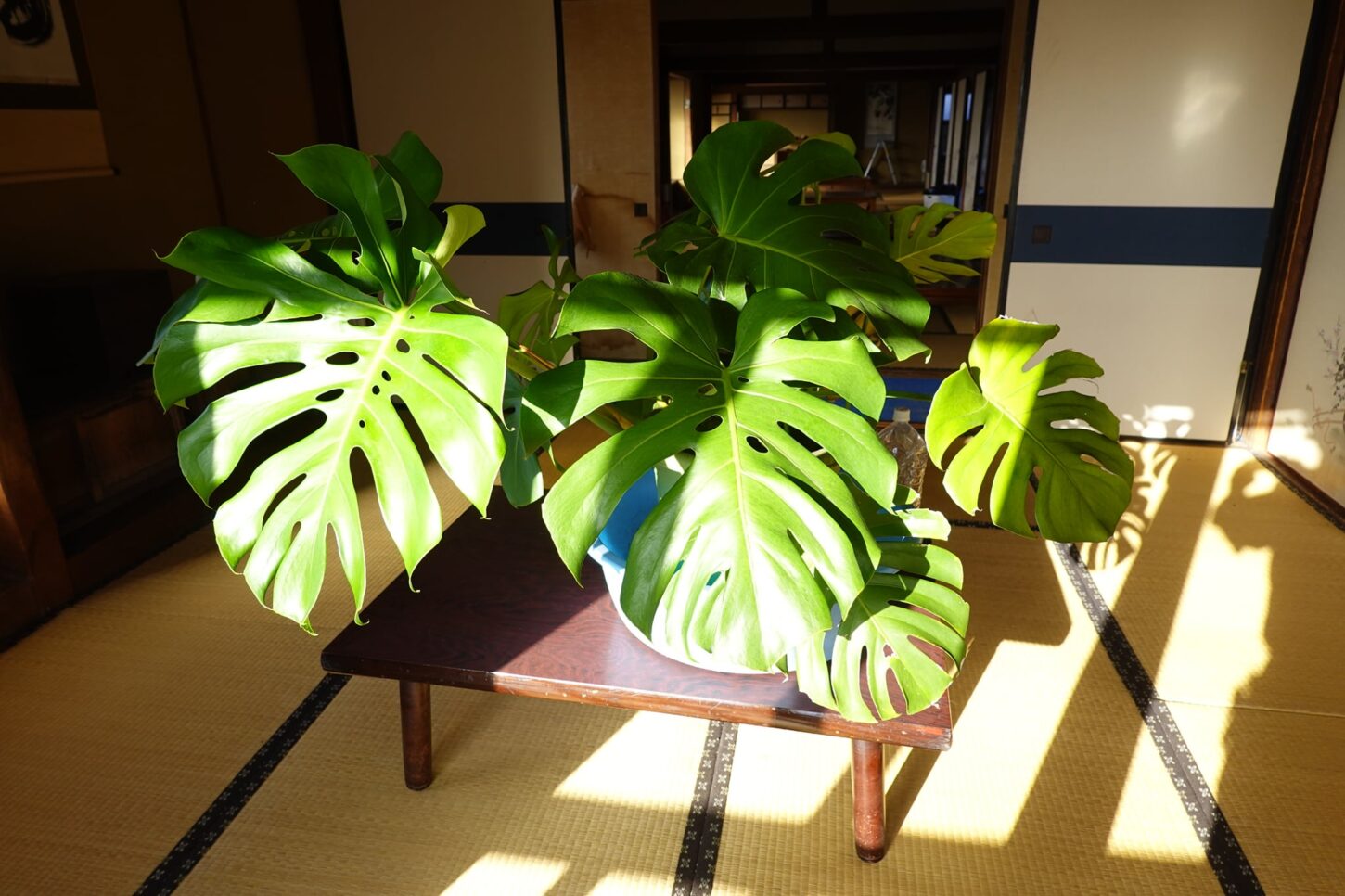 モンステラ・観葉植物・登録有形文化財橋本旅館スタジオ・防火水槽・アトリエミカミ管理運営・撮影スタジオ・ハウススタジオ・ロケハン・ロケ地・ロケ場所・撮影場所・ドラマ・映画・ミュージックビデオ