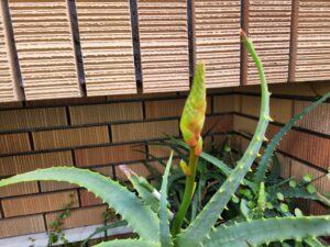 アロエ・花・自宅・アトリエミカミ学校スタジオ・撮影ポイント・イメージカット・ロケ地・ロケ場所・撮影場所・撮影スポット・学校庭・コスプレ撮影・ドラマ撮影・映画撮影・YouTube撮影・ハウススタジオ・レンタルスタジオ・貸しスタジオ・アトリエミカミ管理運営・東京近郊・桜川市・真壁町・スタジオ料金