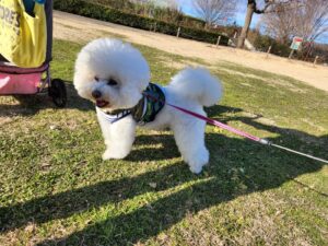 ビションフリーゼ・犬・シュナウザーとプードルハーフ犬・プリンセス・動物プロ・動物貸し出し・動物撮影・動物演出・動物レンタル・撮影用動物・撮影用生き物・調達・哺乳類・爬虫類・魚類・両生類・アトリエミカミ・