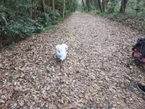 ビションフリーゼ・犬・シュナウザーとプードルハーフ犬・プリンセス・動物プロ・動物貸し出し・動物撮影・動物演出・動物レンタル・撮影用動物・撮影用生き物・調達・哺乳類・爬虫類・魚類・両生類・アトリエミカミ・