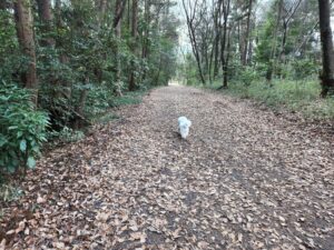 ビションフリーゼ・犬・シュナウザーとプードルハーフ犬・プリンセス・動物プロ・動物貸し出し・動物撮影・動物演出・動物レンタル・撮影用動物・撮影用生き物・調達・哺乳類・爬虫類・魚類・両生類・アトリエミカミ・