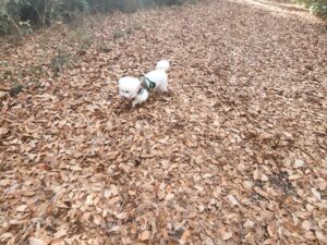 ビションフリーゼ・犬・シュナウザーとプードルハーフ犬・プリンセス・動物プロ・動物貸し出し・動物撮影・動物演出・動物レンタル・撮影用動物・撮影用生き物・調達・哺乳類・爬虫類・魚類・両生類・アトリエミカミ・