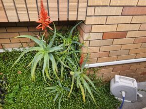 アロエ・花・自宅・アトリエミカミ学校スタジオ・撮影ポイント・イメージカット・ロケ地・ロケ場所・撮影場所・撮影スポット・学校庭・コスプレ撮影・ドラマ撮影・映画撮影・YouTube撮影・ハウススタジオ・レンタルスタジオ・貸しスタジオ・アトリエミカミ管理運営・東京近郊・桜川市・真壁町・スタジオ料金