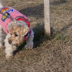 シュナウザーとプードルハーフ犬・プリンセス・動物プロ・動物貸し出し・動物撮影・動物演出・動物レンタル・撮影用動物・撮影用生き物・調達・哺乳類・爬虫類・魚類・両生類・アトリエミカミ・