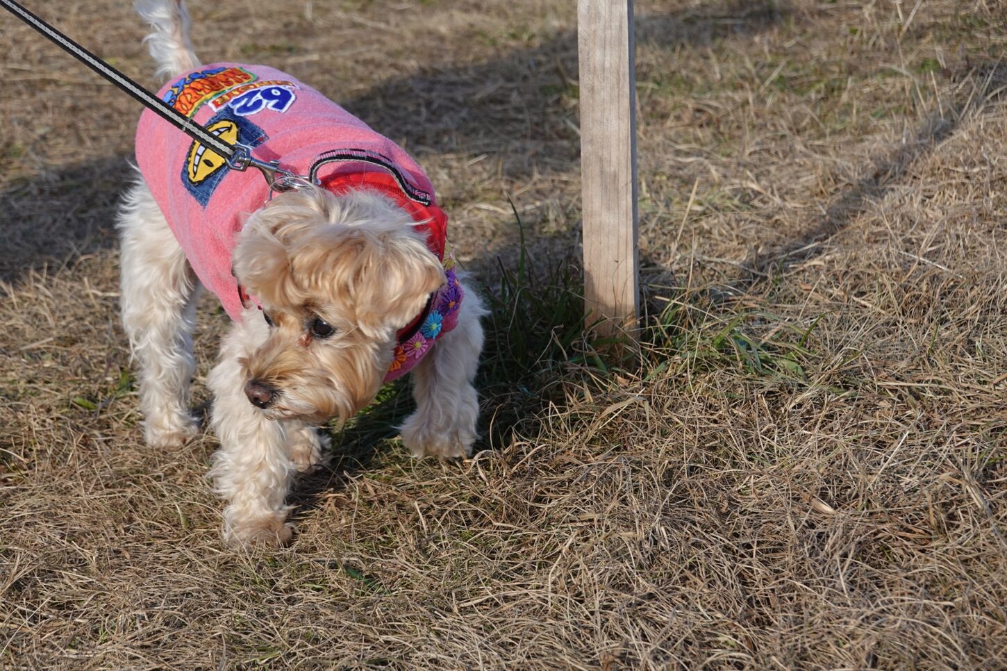 シュナウザーとプードルハーフ犬・プリンセス・動物プロ・動物貸し出し・動物撮影・動物演出・動物レンタル・撮影用動物・撮影用生き物・調達・哺乳類・爬虫類・魚類・両生類・アトリエミカミ・