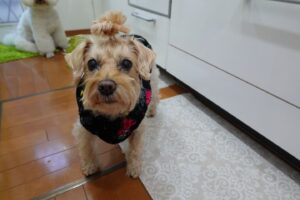 シュナウザーとプードルハーフ犬・プリンセス・動物プロ・動物貸し出し・動物撮影・動物演出・動物レンタル・撮影用動物・撮影用生き物・調達・哺乳類・爬虫類・魚類・両生類・アトリエミカミ・