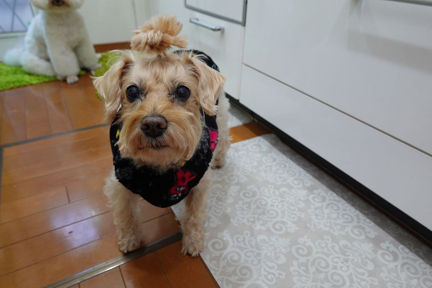 シュナウザーとプードルハーフ犬・プリンセス・動物プロ・動物貸し出し・動物撮影・動物演出・動物レンタル・撮影用動物・撮影用生き物・調達・哺乳類・爬虫類・魚類・両生類・アトリエミカミ・