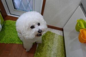 ビションフリーゼ・犬・シュナウザーとプードルハーフ犬・プリンセス・動物プロ・動物貸し出し・動物撮影・動物演出・動物レンタル・撮影用動物・撮影用生き物・調達・哺乳類・爬虫類・魚類・両生類・アトリエミカミ・