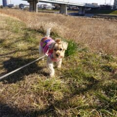 シュナウザーとプードルハーフ犬・プリンセス・動物プロ・動物貸し出し・動物撮影・動物演出・動物レンタル・撮影用動物・撮影用生き物・調達・哺乳類・爬虫類・魚類・両生類・アトリエミカミ・