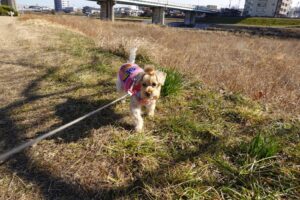シュナウザーとプードルハーフ犬・プリンセス・動物プロ・動物貸し出し・動物撮影・動物演出・動物レンタル・撮影用動物・撮影用生き物・調達・哺乳類・爬虫類・魚類・両生類・アトリエミカミ・
