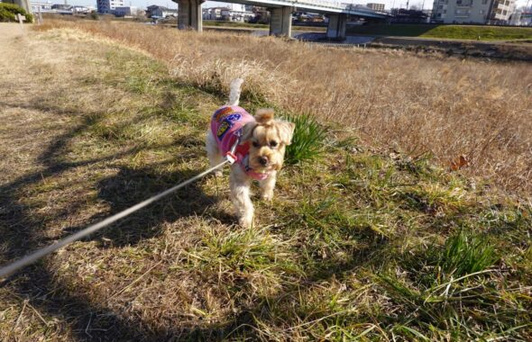 シュナウザーとプードルハーフ犬・プリンセス・動物プロ・動物貸し出し・動物撮影・動物演出・動物レンタル・撮影用動物・撮影用生き物・調達・哺乳類・爬虫類・魚類・両生類・アトリエミカミ・
