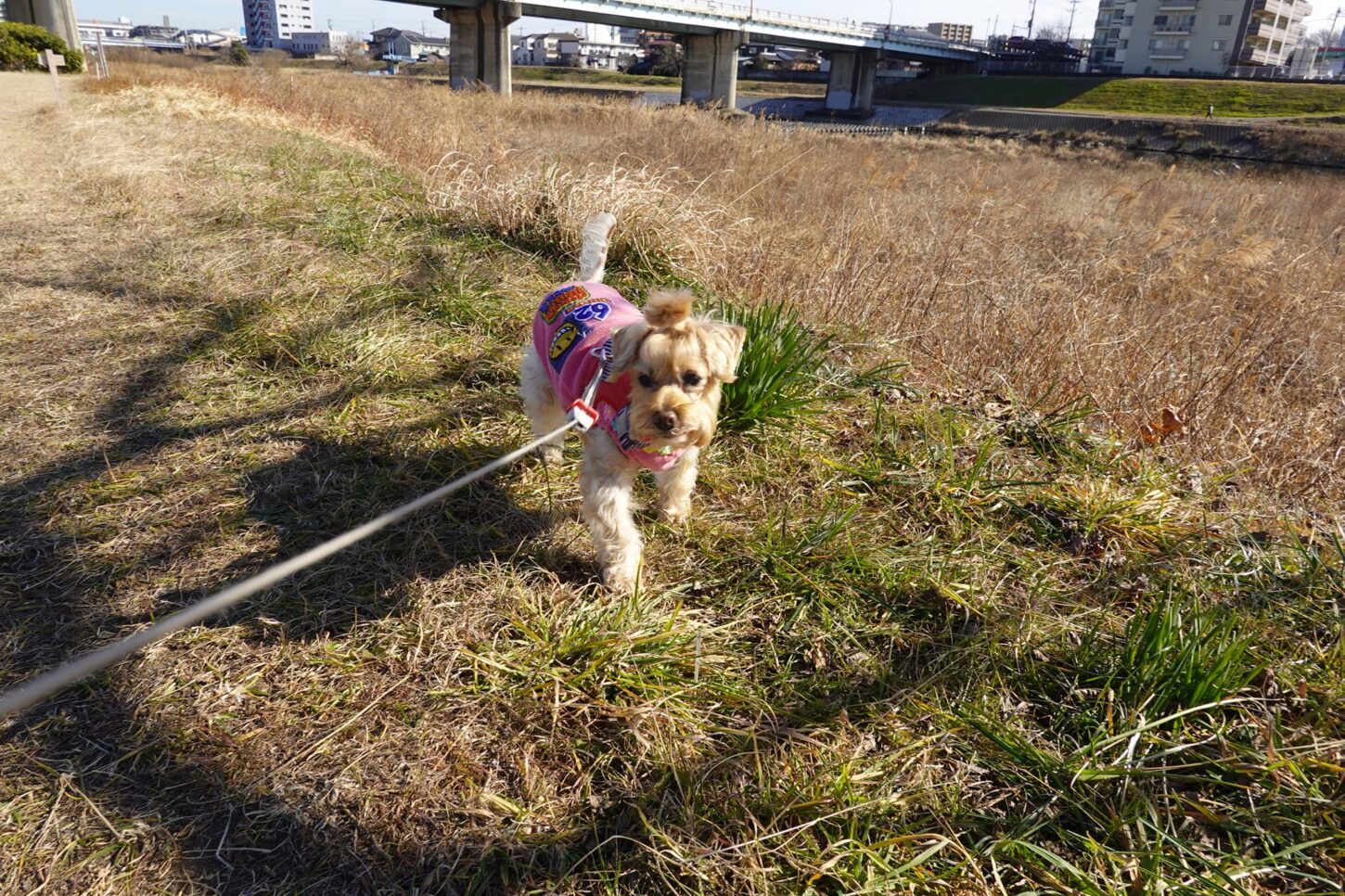 シュナウザーとプードルハーフ犬・プリンセス・動物プロ・動物貸し出し・動物撮影・動物演出・動物レンタル・撮影用動物・撮影用生き物・調達・哺乳類・爬虫類・魚類・両生類・アトリエミカミ・