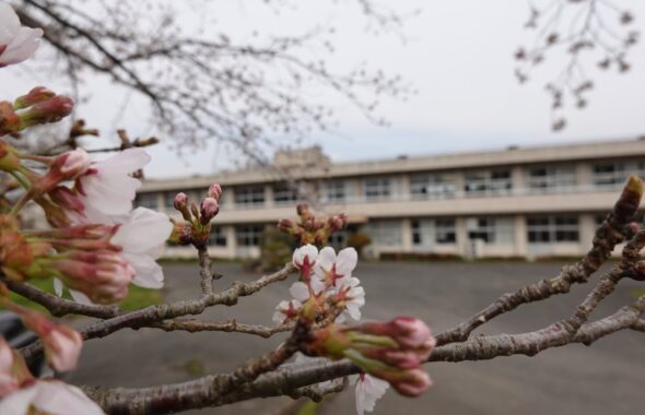 学校スタジオ・さくら・桜咲く・時期。プール・水の無いプール・空のプール・冬・・教室・外廊下・ベランダ・照明設置・カメラポジ・部室・飾り例・ロッカールーム・バスケ部・剣道部・テニス部・サッカー部・テニス部・柔道部・バレー部・卓球部・撮影ポイント・イメージカット・ロケ地・ロケ場所・撮影場所・撮影スポット・学校庭・コスプレ撮影・ドラマ撮影・映画撮影・YouTube撮影・ハウススタジオ・レンタルスタジオ・貸しスタジオ・アトリエミカミ管理運営・東京近郊・桜川市・真壁町・スタジオ・CM撮影