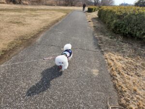 安比奈親水公園（あいなしんすいこうえん）・川越市・犬散歩・アトリエミカミ・撮影・撮影場所・ハウススタジオ・動物プロ・ロケ地・ロケ場所