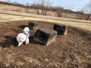 安比奈親水公園（あいなしんすいこうえん）・川越市・犬散歩・アトリエミカミ・撮影・撮影場所・ハウススタジオ・動物プロ・ロケ地・ロケ場所