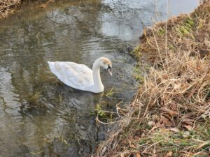 安比奈親水公園（あいなしんすいこうえん）・川越市・犬散歩・アトリエミカミ・撮影・撮影場所・ハウススタジオ・動物プロ・ロケ地・ロケ場所