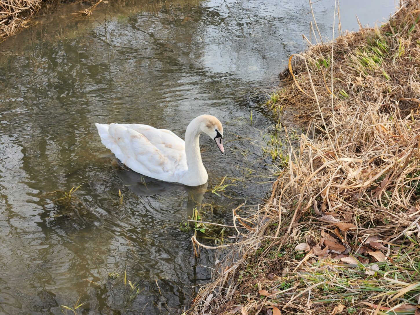 安比奈親水公園（あいなしんすいこうえん）・川越市・犬散歩・アトリエミカミ・撮影・撮影場所・ハウススタジオ・動物プロ・ロケ地・ロケ場所