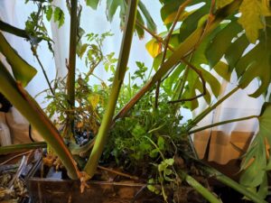 水耕栽培・トマト・セリ・モンステラ・観葉植物・橋本旅館スタジオ・グットデザイン賞・登録有形文化財橋本旅館スタジオ・古民家カフェ・登録有形文化財・アトリエミカミ・管理運営・ドラマ撮影・映画撮影・再現ドラマ撮影・YouTube撮影・ミュージックビデオ撮影・CM撮影・ロケ地・ロケ現場・撮影場所・ハウススタジオ・レンタルスタジオ・貸しスタジオ・東京・東京近郊・桜川市・真壁町