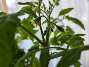 水耕栽培・トマト・セリ・モンステラ・観葉植物・橋本旅館スタジオ・グットデザイン賞・登録有形文化財橋本旅館スタジオ・古民家カフェ・登録有形文化財・アトリエミカミ・管理運営・ドラマ撮影・映画撮影・再現ドラマ撮影・YouTube撮影・ミュージックビデオ撮影・CM撮影・ロケ地・ロケ現場・撮影場所・ハウススタジオ・レンタルスタジオ・貸しスタジオ・東京・東京近郊・桜川市・真壁町