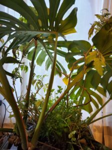 水耕栽培・トマト・セリ・モンステラ・観葉植物・橋本旅館スタジオ・グットデザイン賞・登録有形文化財橋本旅館スタジオ・古民家カフェ・登録有形文化財・アトリエミカミ・管理運営・ドラマ撮影・映画撮影・再現ドラマ撮影・YouTube撮影・ミュージックビデオ撮影・CM撮影・ロケ地・ロケ現場・撮影場所・ハウススタジオ・レンタルスタジオ・貸しスタジオ・東京・東京近郊・桜川市・真壁町