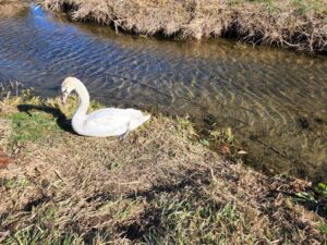 安比奈親水公園（あいなしんすいこうえん）・川越市・犬散歩・アトリエミカミ・撮影・撮影場所・ハウススタジオ・動物プロ・ロケ地・ロケ場所