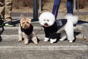 プリンセス・シュナウザートイプードルハーフ犬・ビションフリーゼ・家庭・我が家のアイドル・ペット・家族・ワンコ・アトリエミカミ