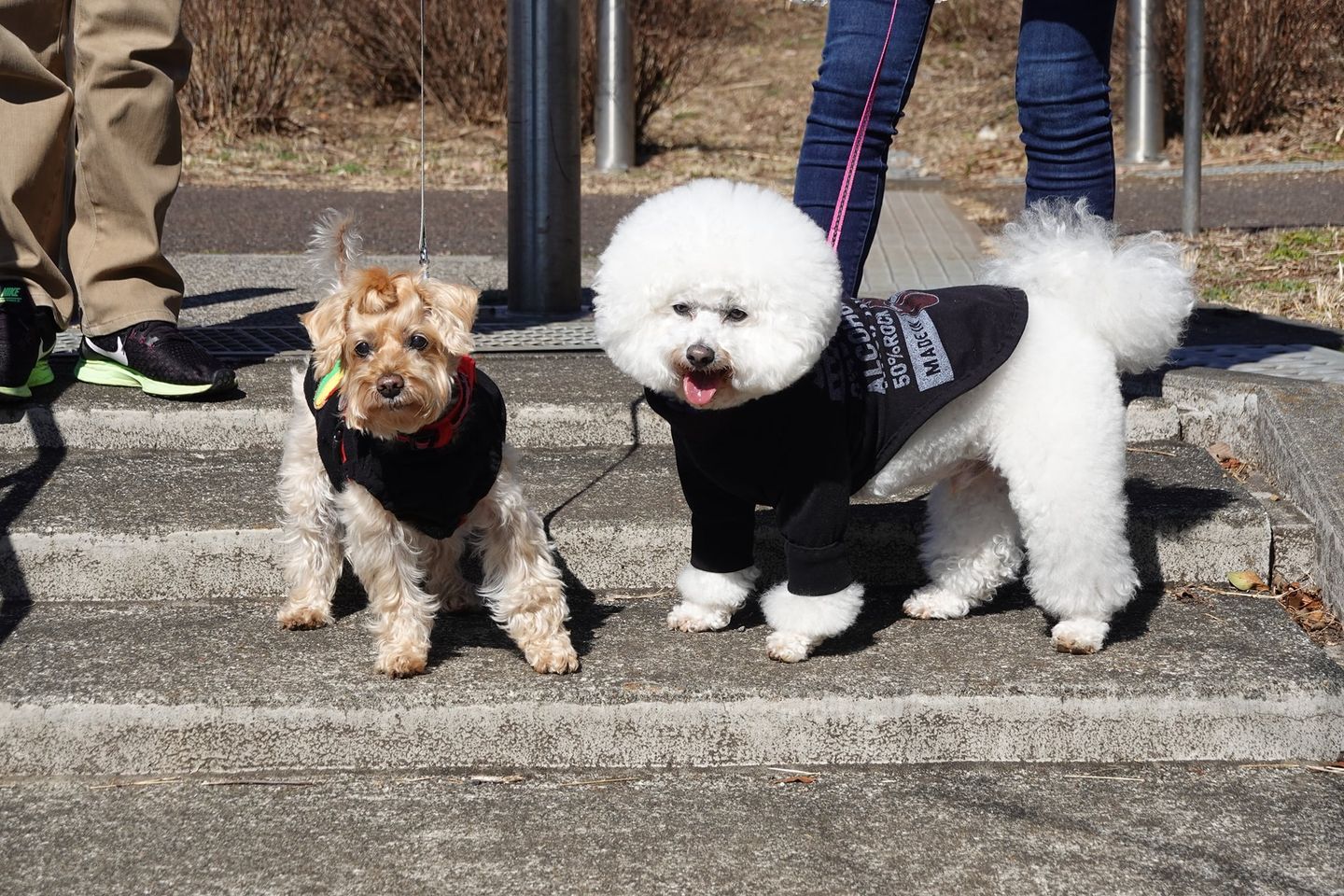 プリンセス・シュナウザートイプードルハーフ犬・ビションフリーゼ・家庭・我が家のアイドル・ペット・家族・ワンコ・アトリエミカミ